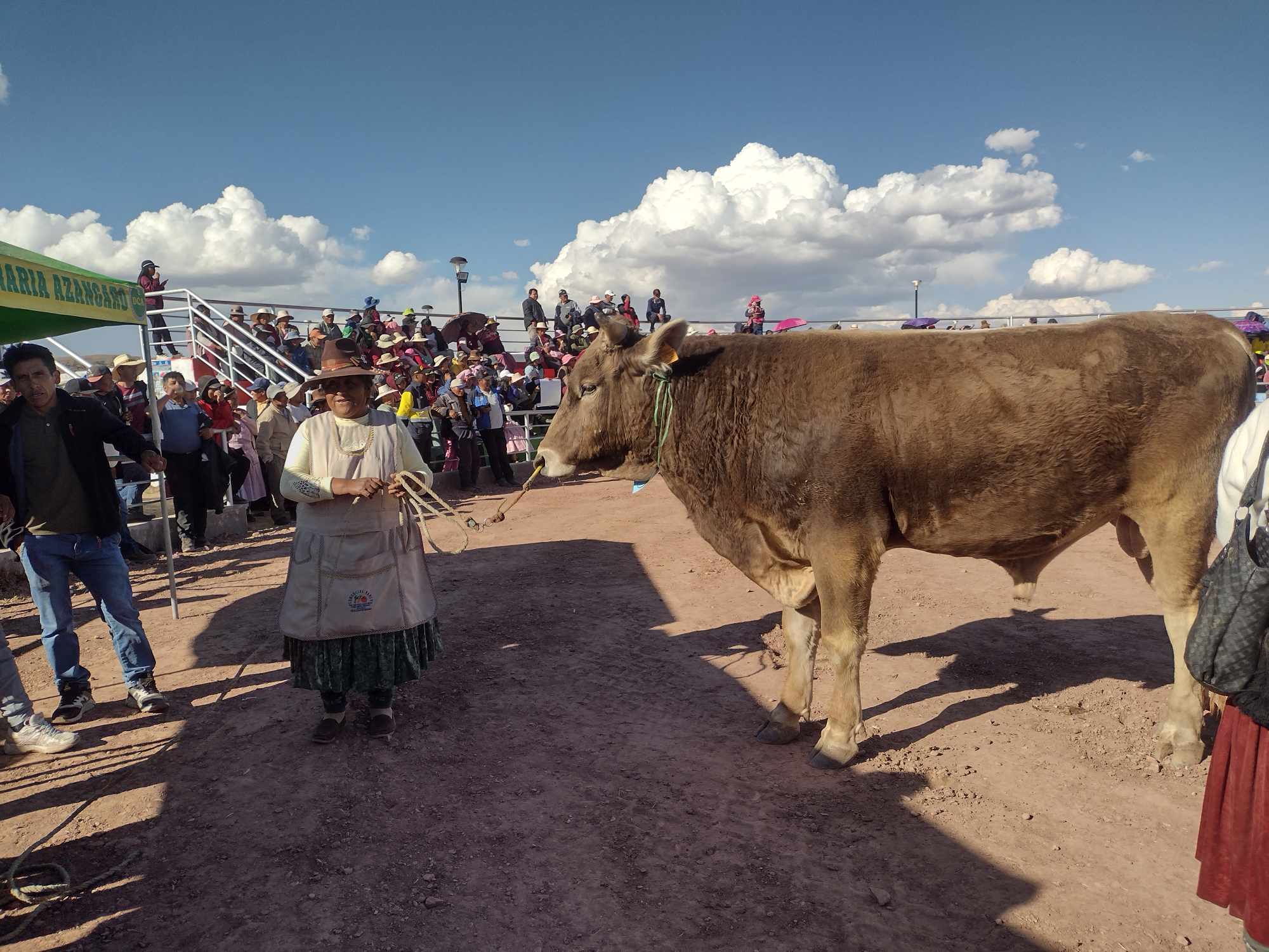 toro en venta