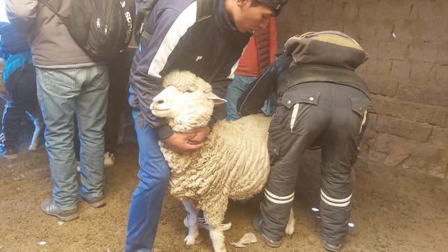 fotografia de inseminacion