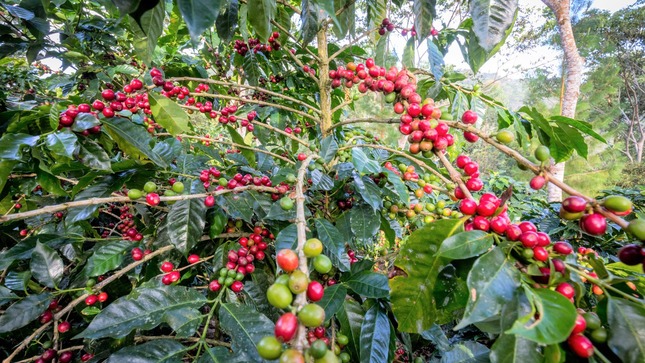 Día del Café Peruano: Café Villa Rica y Café Machu Picchu-Huadquiña son denominaciones de origen reconocidas por sus cualidades únicas

