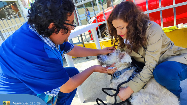 👏🏻 Más mascotitas 🐶😸 fueron atendidas en nuestra campaña veterinaria ✨ gratuita que se realizó en la explanada del 🏙️ Conjunto Residencial San Felipe. Recuerda que nuestras campañas se realizan cada 15 días en diferentes zonas de nuestro distrito y son anunciadas en nuestras 📱 redes sociales y 🌐 página web.
¿Necesitas una cita en nuestra veterinaria? 🐈🐕 Escríbenos a 📧veterinariajm@munijesusmaria.gob.pe 
#JesúsMaríaSomosTodos