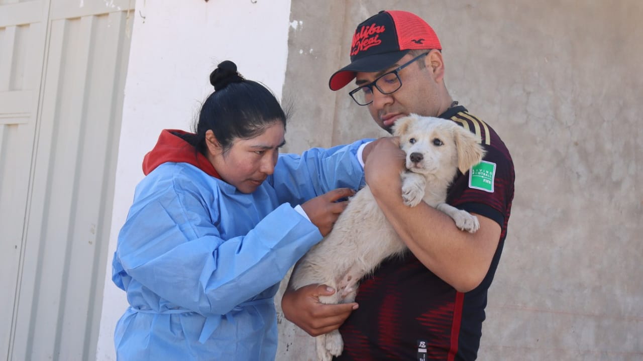 Puno: más de 7900 perros vacunados en el inicio de la campaña antirrábica canina