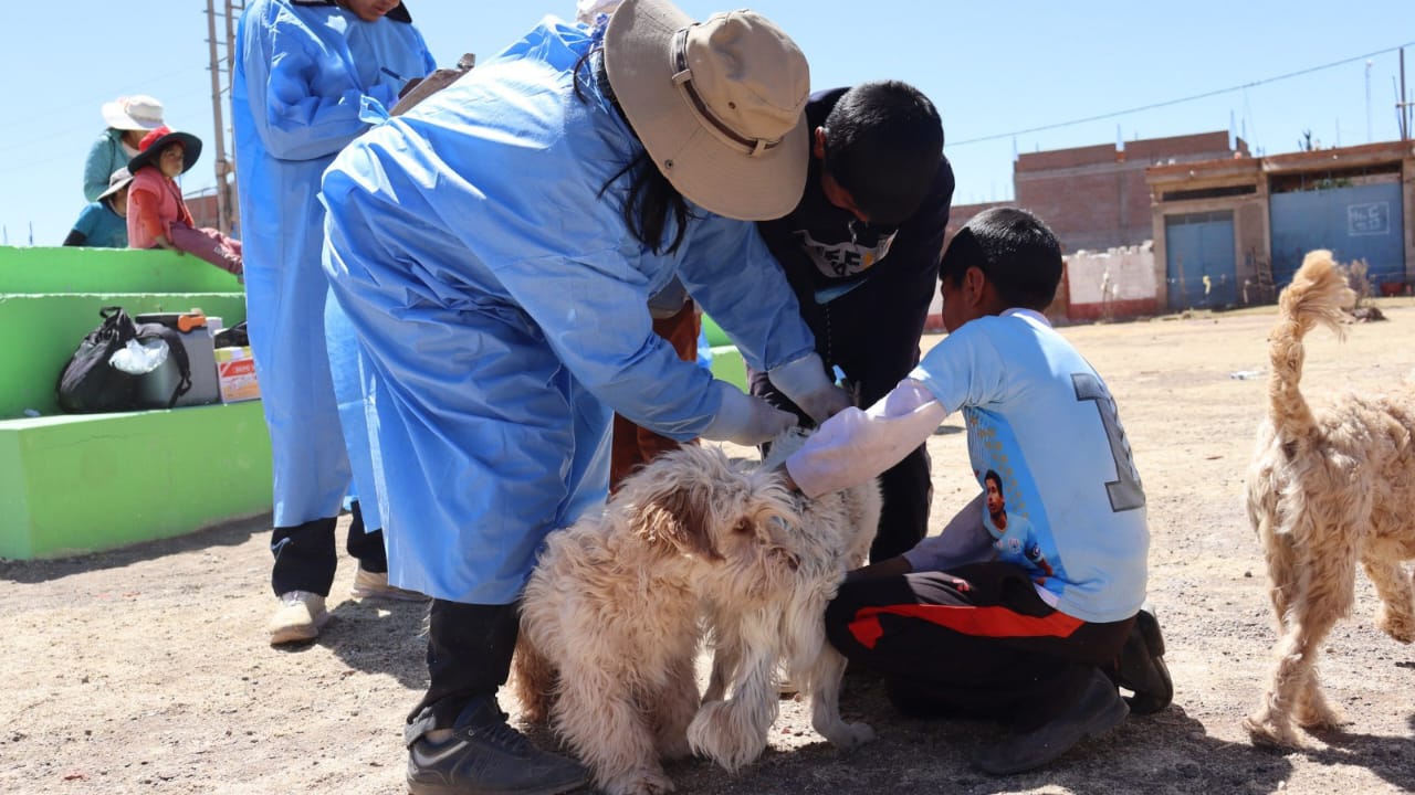 Puno: más de 7900 perros vacunados en el inicio de la campaña antirrábica canina