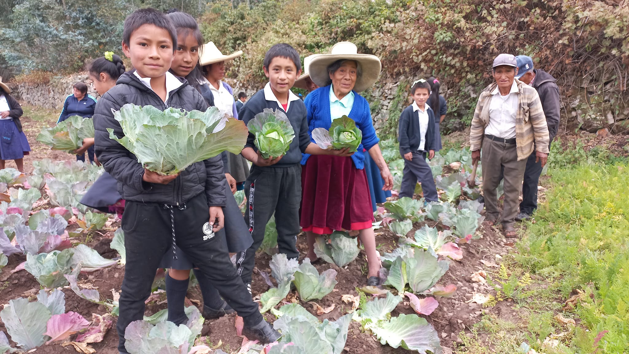 Adultos Mayores de Cashapamba Realizan Cosecha de Hortalizas