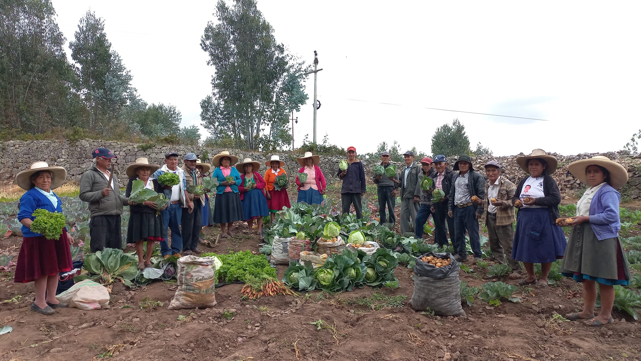 Adultos Mayores de Cashapamba Realizan Cosecha de Hortalizas