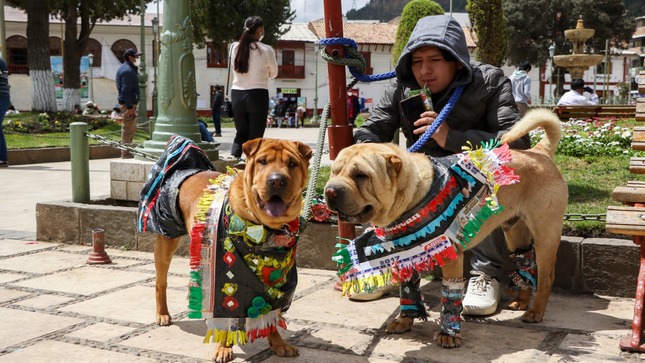 Espacio, tiempo y dinero son condiciones que deben cumplir para tener mascotas