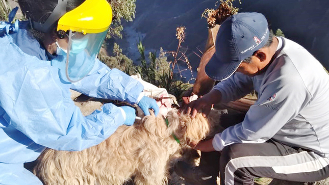 DIRESA Huancavelica proyecta vacunar a 64 mil canes en campaña antirrábica