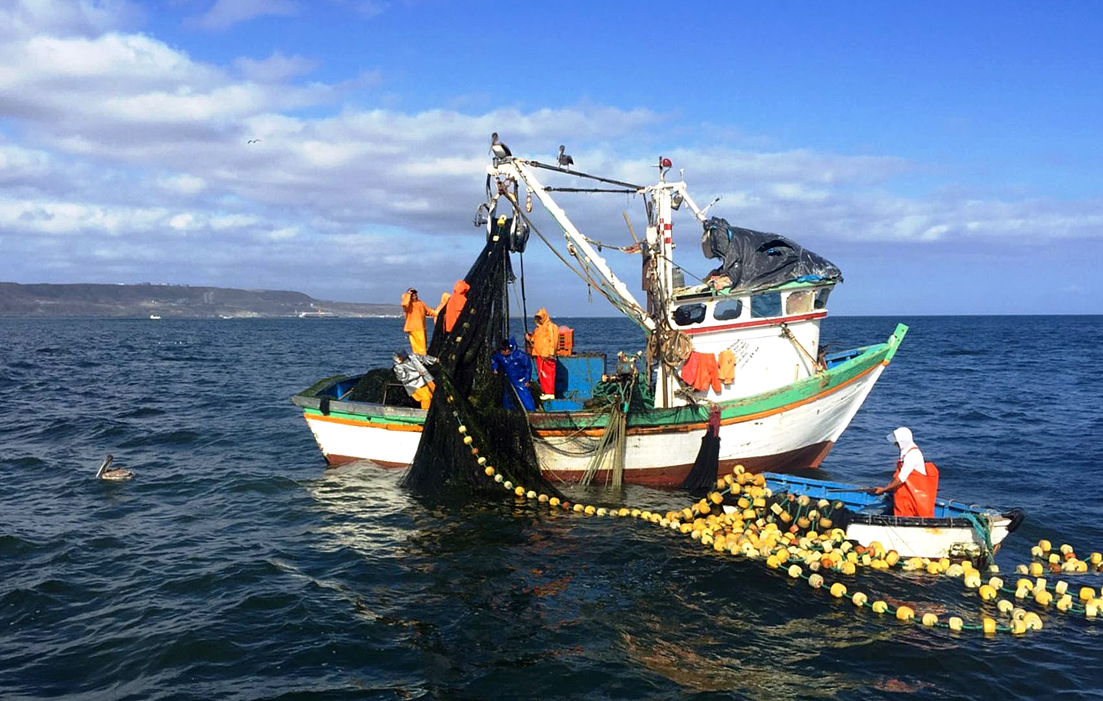 Ministerio de la Producción autoriza pesca exploratoria del recurso perico del 1 al 31 de setiembre