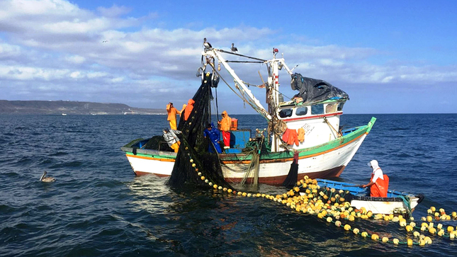 Ministerio de la Producción autoriza pesca exploratoria del recurso perico del 1 al 31 de setiembre