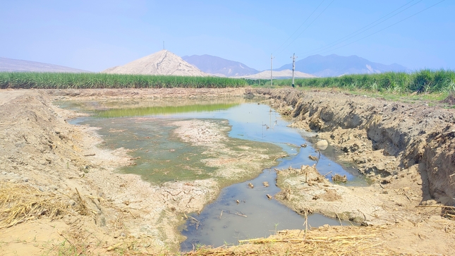 Limpieza de la laguna de oxidación del centro poblado de Cerro Blanco