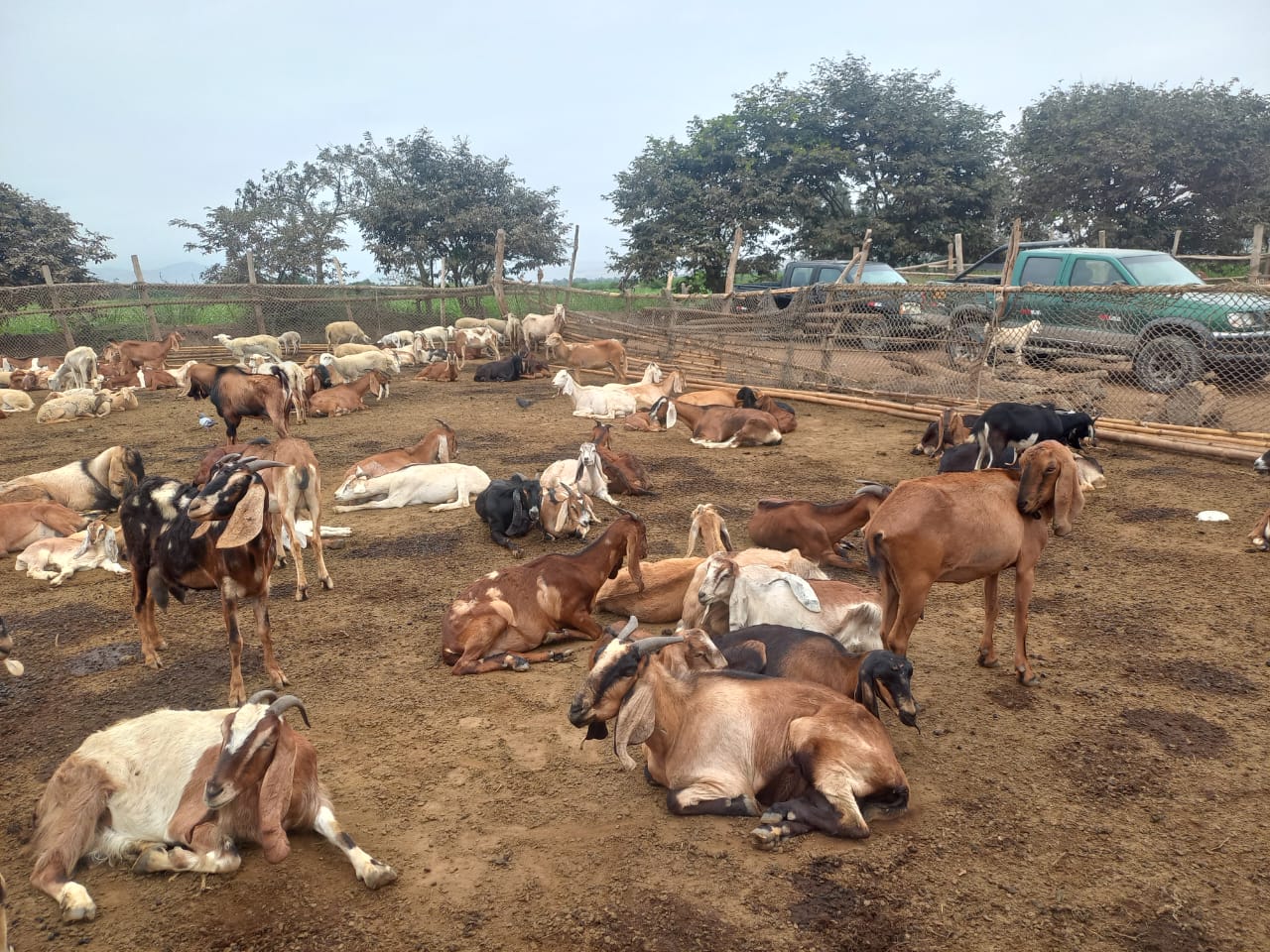 Implementan Escuela de Campo para fortalecer el sector agrario en Catahuasi - Yauyos