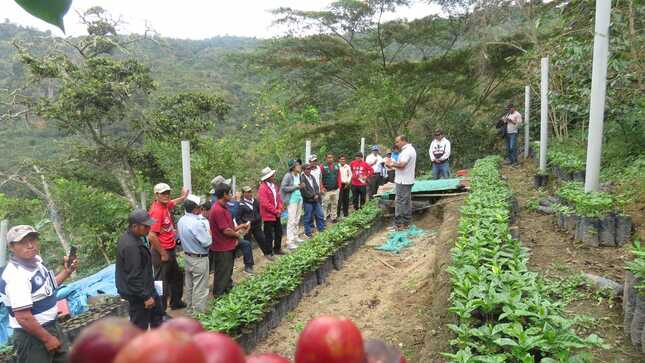 pasantía técnica de cafe