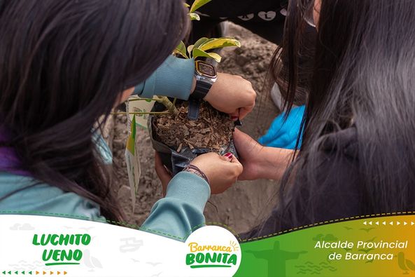 arbol