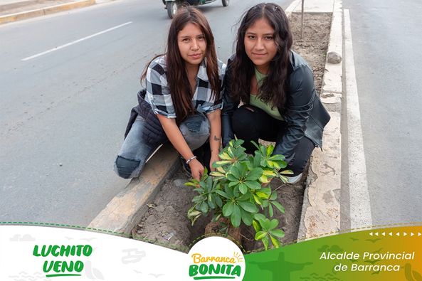 arbol