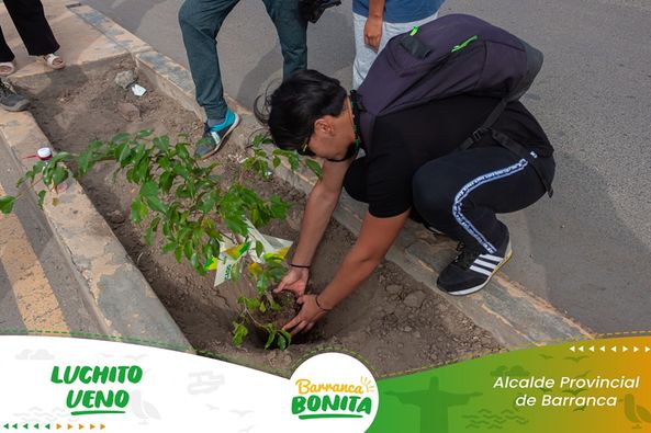 arbol