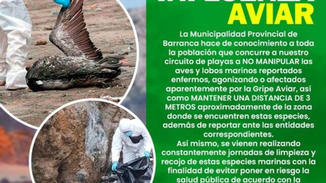 aviar