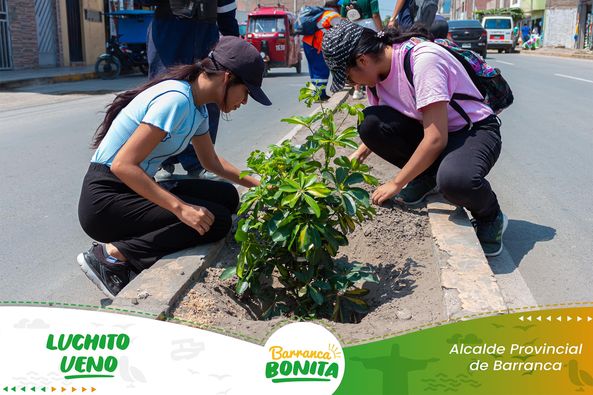 arbol
