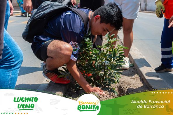 arbol