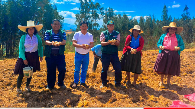 En un trabajo articulado Agro Rural, la Municipalidad Distrital de Condebamba y la Asociación Agropecuaria 3 Esquinas, de la comunidad de Tangalbamba, instalaron una parcela demostrativa de papa de variedad amarilis, con la finalidad de trabajar un semillero de este tubérculo.
Con esta parcela, se busca multiplicar y generar semillas de alto valor genético que permitan mejorar el rendimiento productivo por hectárea, así como desarrollar técnicas de manejo agronómico y fortalecer la fertilidad del suelo.
El trabajo de instalación se desarrolló con el apoyo, con los técnicos de Agro Rural, el alcalde del distrito Manuel Villar Romero y los integrantes de la asociación.