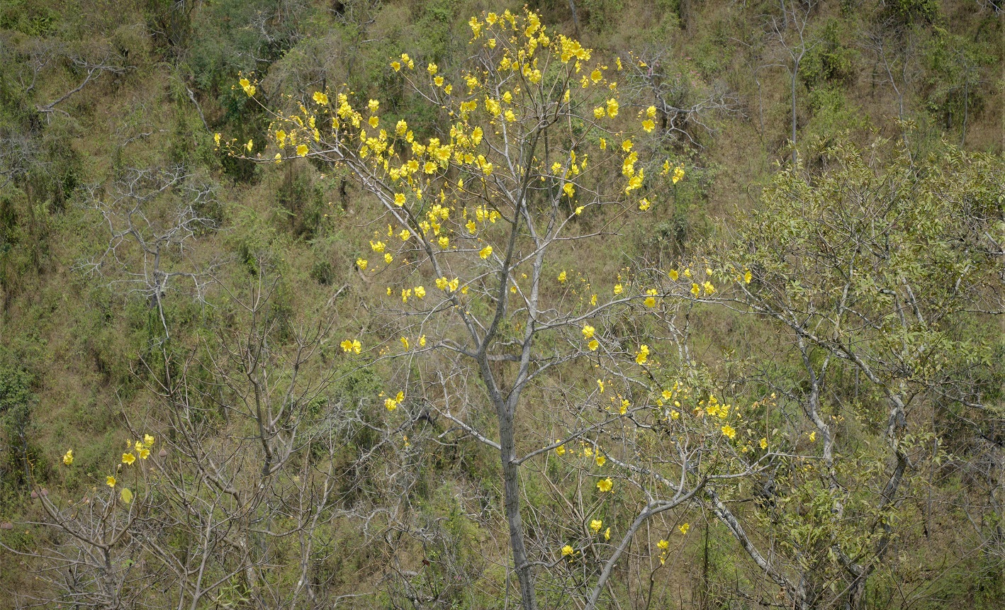 Tumbes: Periodistas fueron capacitados sobre conservación en el Parque Nacional Cerros de Amotape