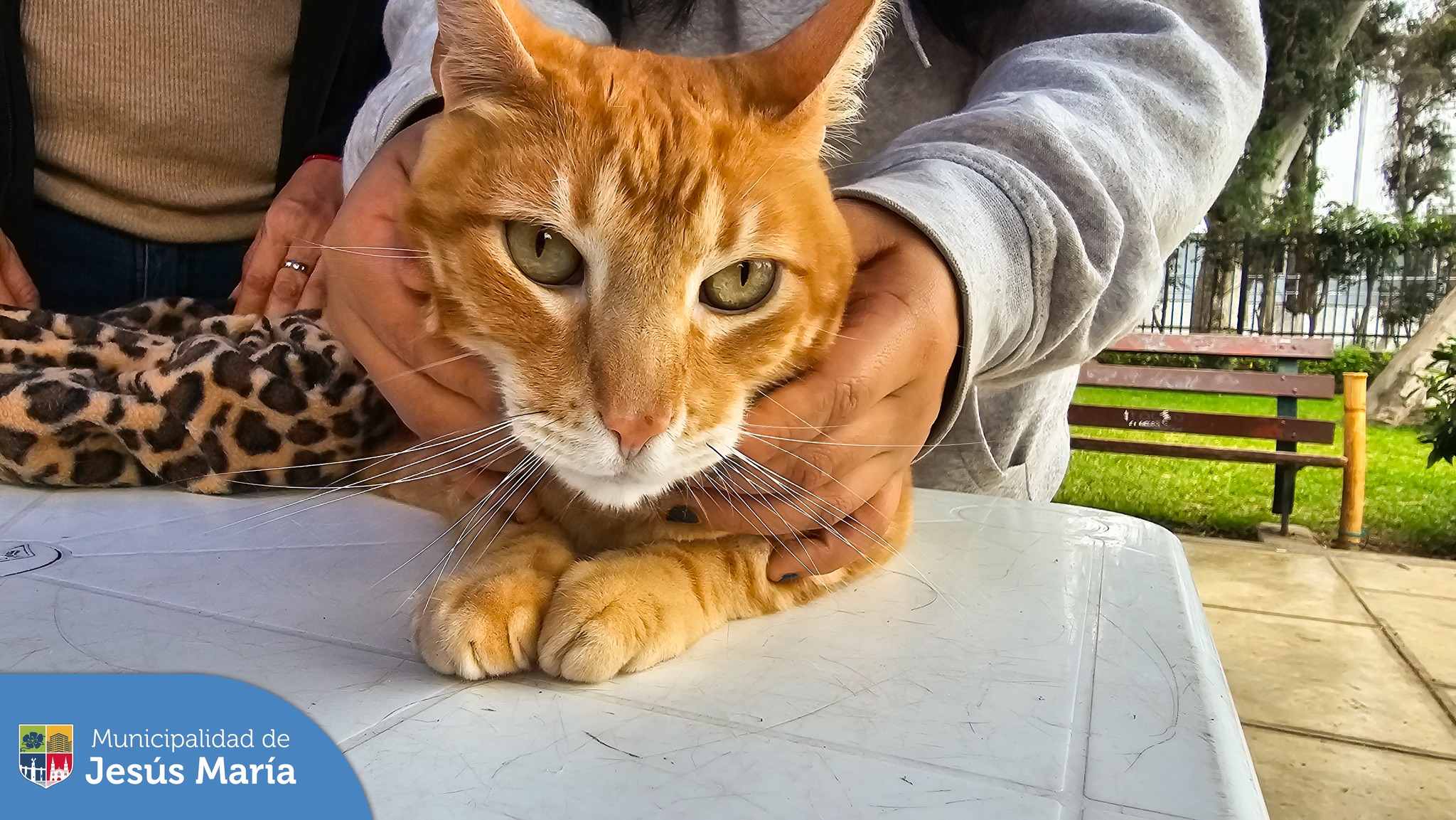 🐕 Se realizó una nueva campaña veterinaria #gratuita 🐱 en el Parque Bolivariano. Nuestras mascotitas recibieron el servicio de 🩺 consulta veterinaria, 🐩 desparasitación y 🧾 registro municipal.
🐶 Para más información ingresa a: https://bit.ly/3pD066y
#JesúsMaríaSomosTodos