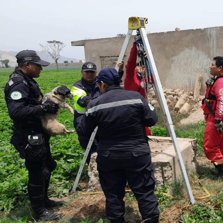 Rescatan a cachorro que fue arrojado a un pozo fue un trabajo articulado entre serenazgo y los bomberos