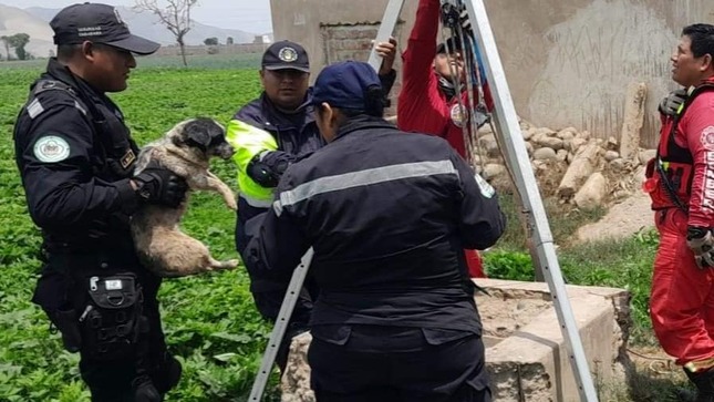Rescatan a cachorro que fue arrojado a un pozo fue un trabajo articulado entre serenazgo y los bomberos
