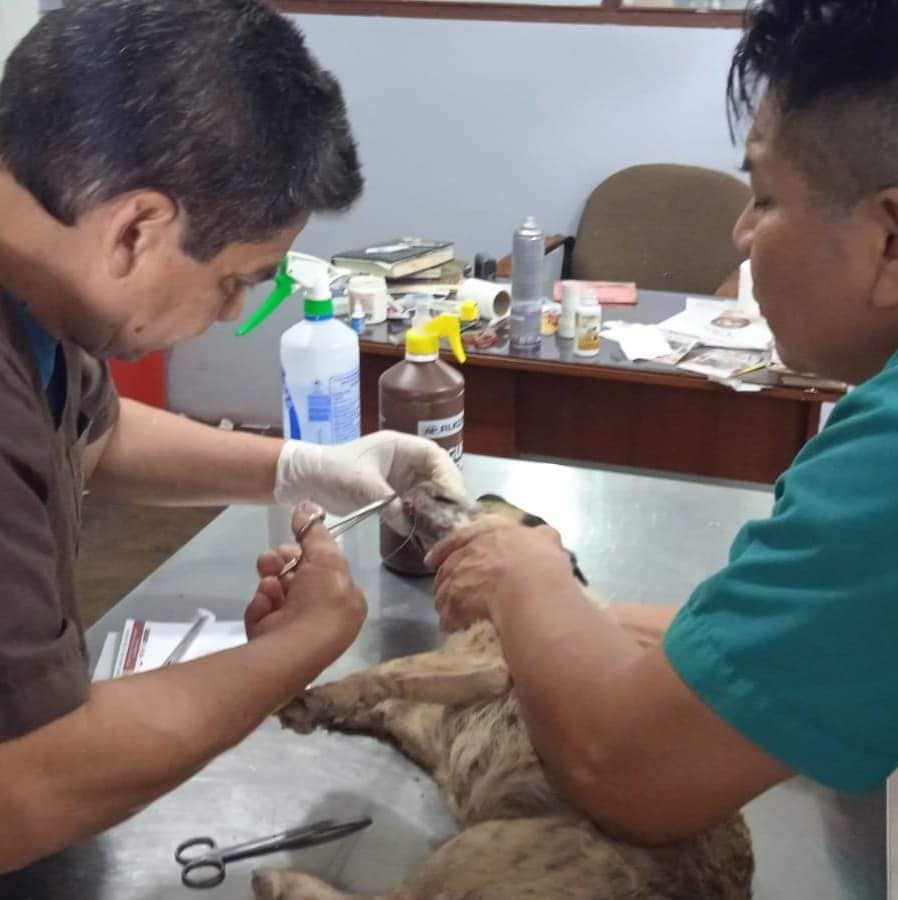 Rescatan a cachorro que fue arrojado a un pozo fue un trabajo articulado entre serenazgo y los bomberos