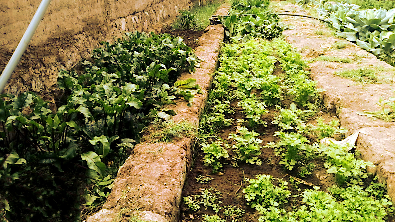El proyecto Agricultura Familiar continúa asistiendo a las familias de las provincias de Huamanga, Huanta y La Mar.