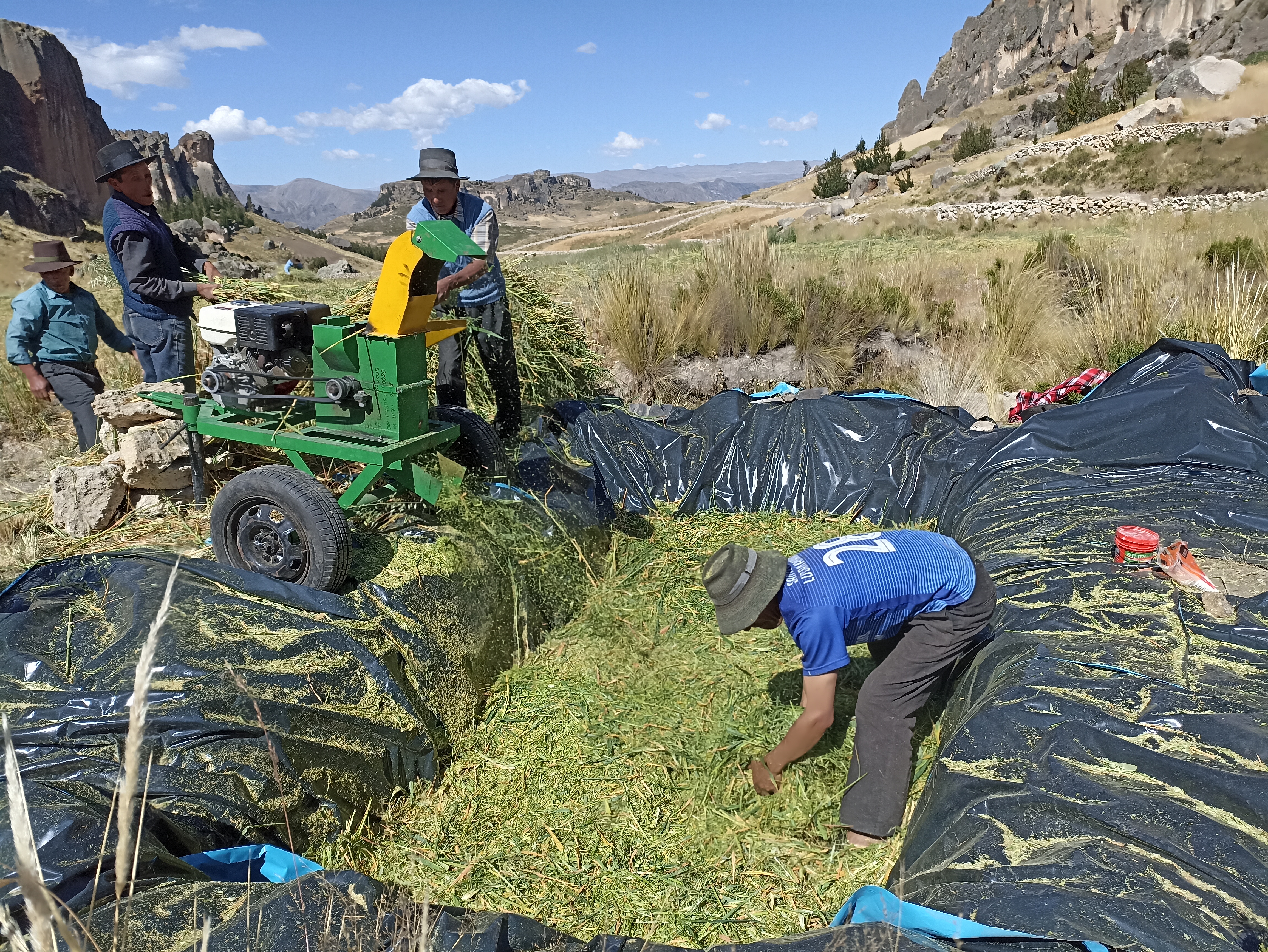 Proyecto Bovino Huanca Sancos garantiza alimentación de ganado