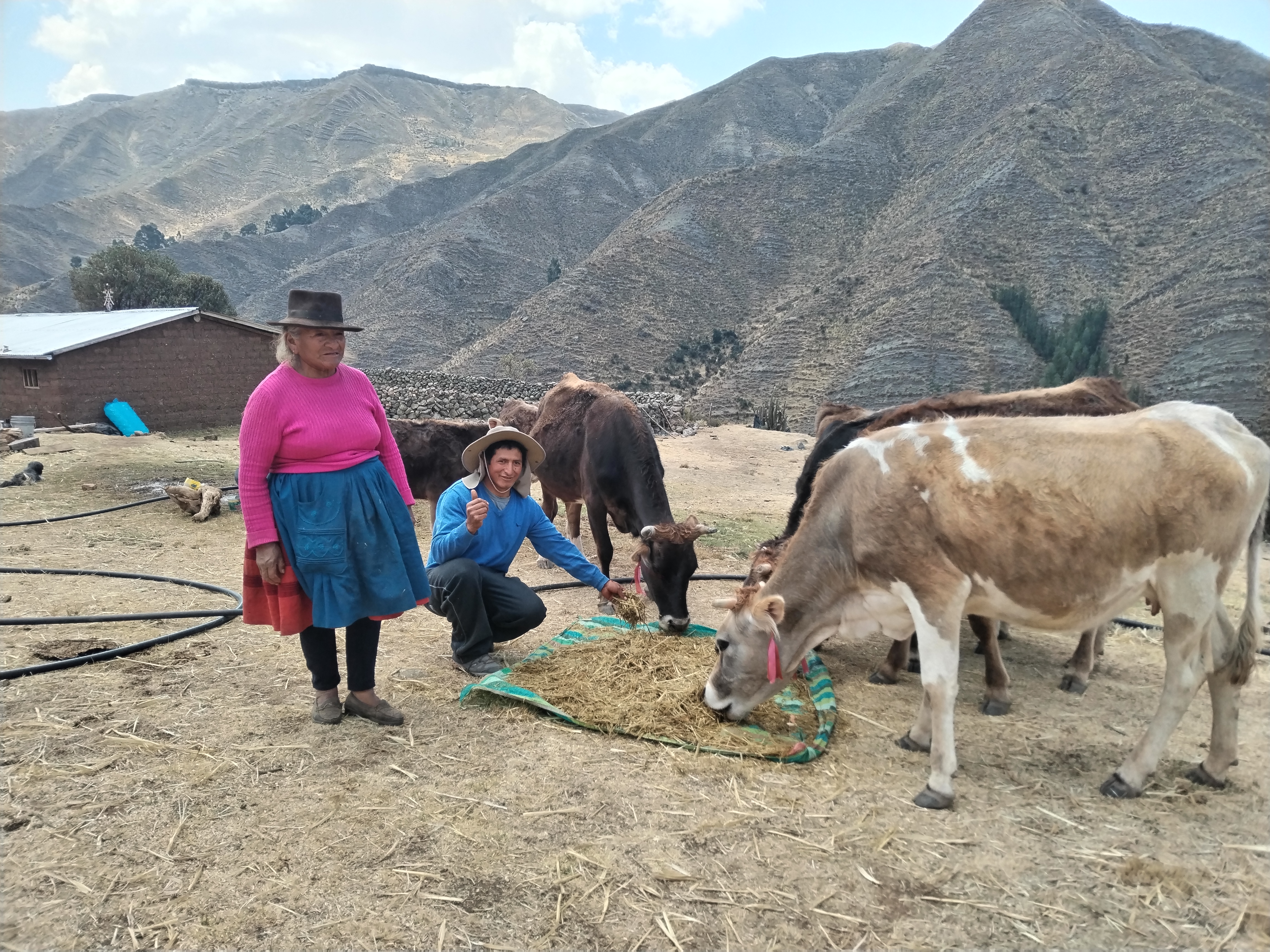 Proyecto Bovino Huanca Sancos garantiza alimentación de ganado