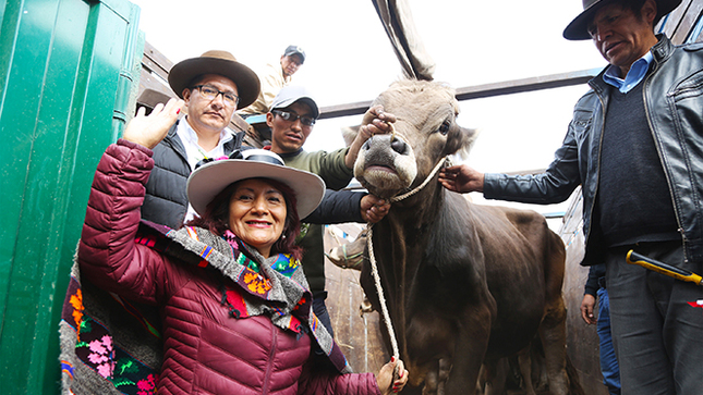 Entregan 40 toretes de las razas Brown Swiss y Fleckvie para mejorar la genética de ganado vacuno en Oyón