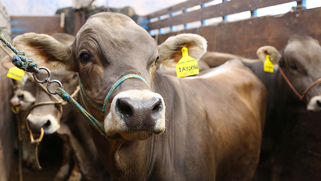 Entregan 40 toretes de las razas Brown Swiss y Fleckvie para mejorar la genética de ganado vacuno en Oyón