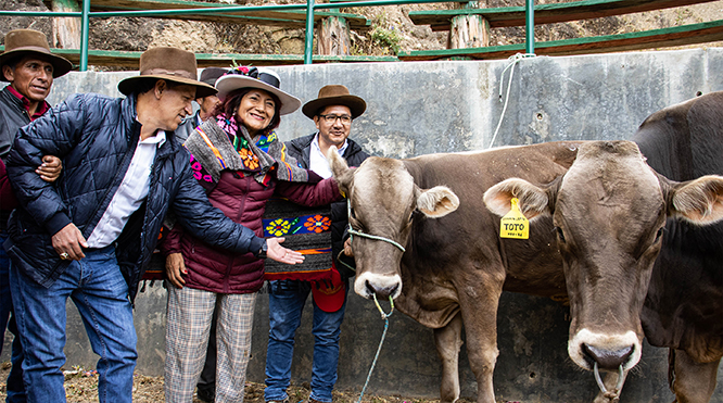 Entregan 40 toretes de las razas Brown Swiss y Fleckvie para mejorar la genética de ganado vacuno en Oyón
