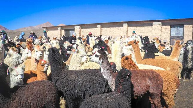 Vacunan a 1000 camélidos sudamericanos en Paucarani