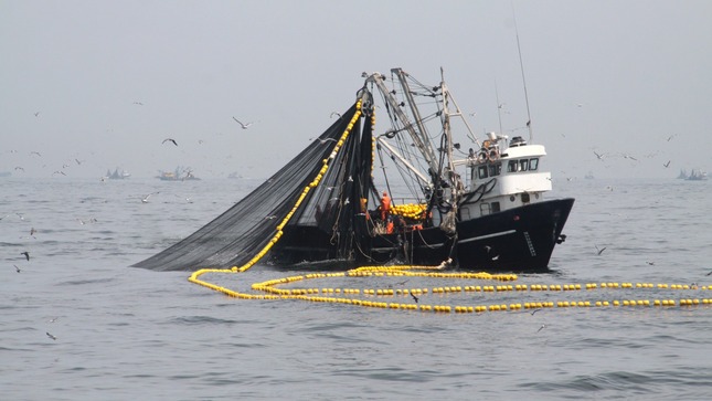 Produce establece límite de pesca complementaria de jurel en 22 000 toneladas para el 2023