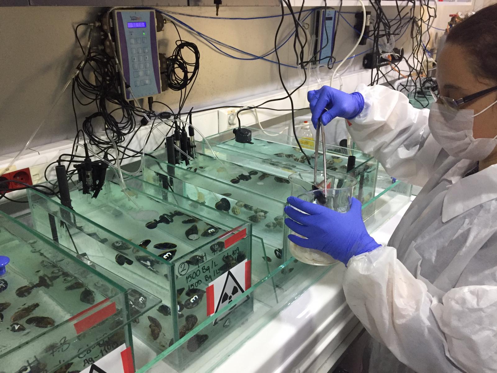 Coordinan construcción de laboratorio de organismos marinos en Huacho - Huaura