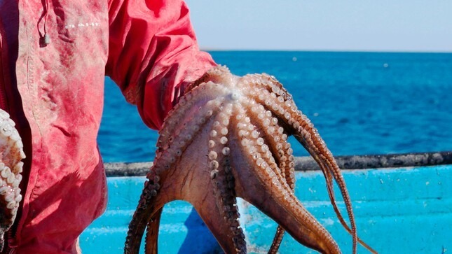 Produce levanta la prohibición de extracción del recurso pulpo en Piura y Lambayeque