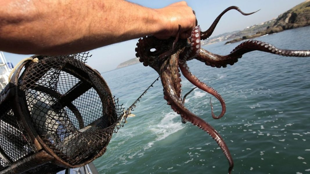 Produce levanta la prohibición de extracción del recurso pulpo en Piura y Lambayeque