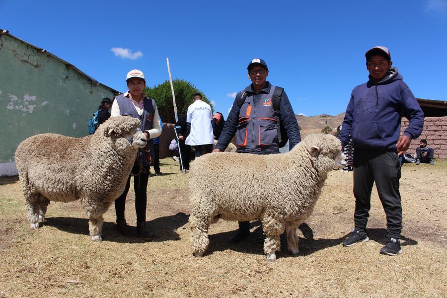 Fotografía de ejemplares de ganado