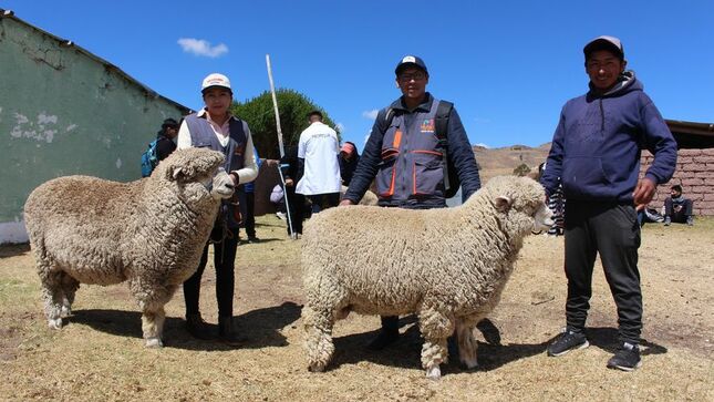 Fotografía de ejemplares de ganado