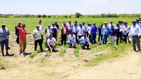 GORE descentraliza sesiones de manejo agronómico y control de plagas en cultivo de frijol loctao