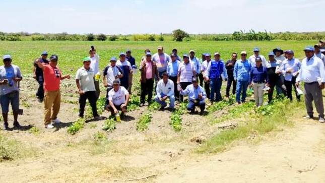 GORE descentraliza sesiones de manejo agronómico y control de plagas en cultivo de frijol loctao