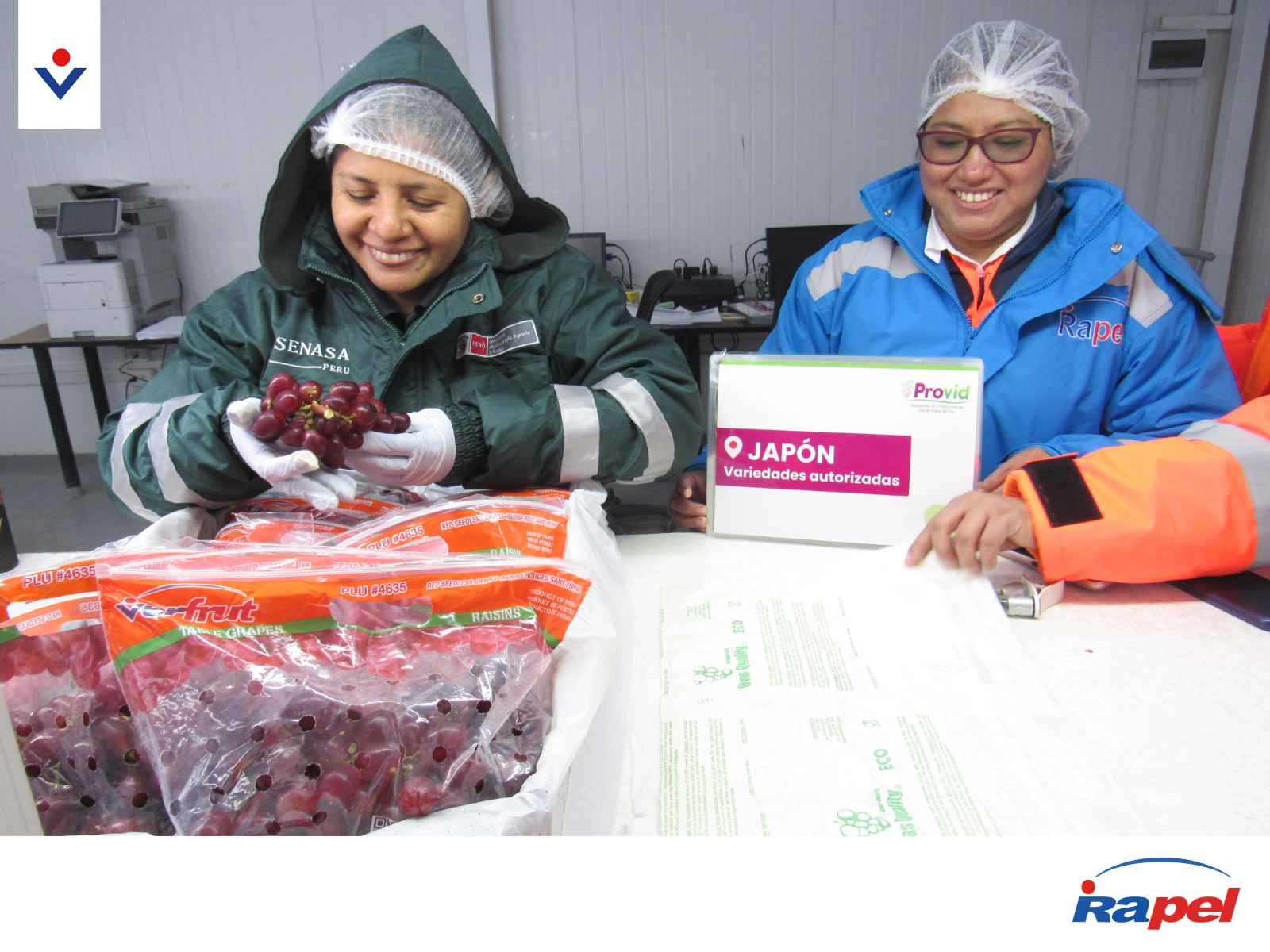 Piura por primera vez envía 35 toneladas de uva de mesa a Japón I