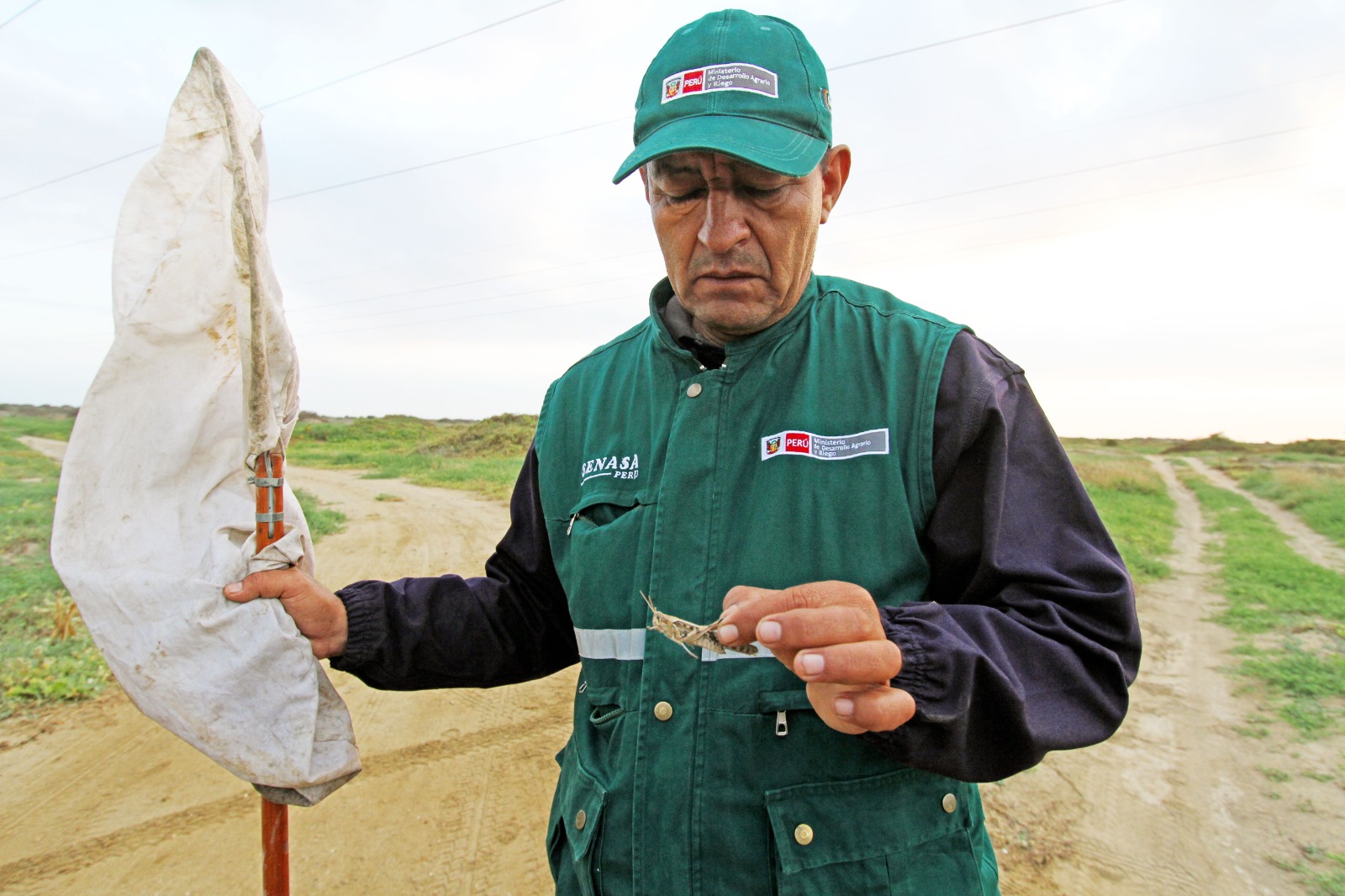 Plan de intervención del SENASA protege la agricultura nacional de la langosta - Perú