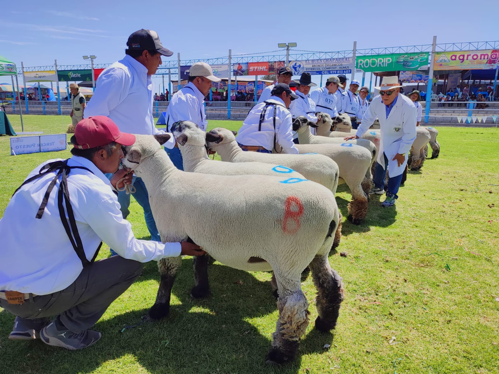 Ganaderos de Candarave arrasaron con los primeros premios en Expo Majes 2023