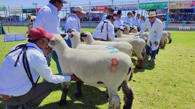 Ganaderos de Candarave arrasaron con los primeros premios en Expo Majes 2023