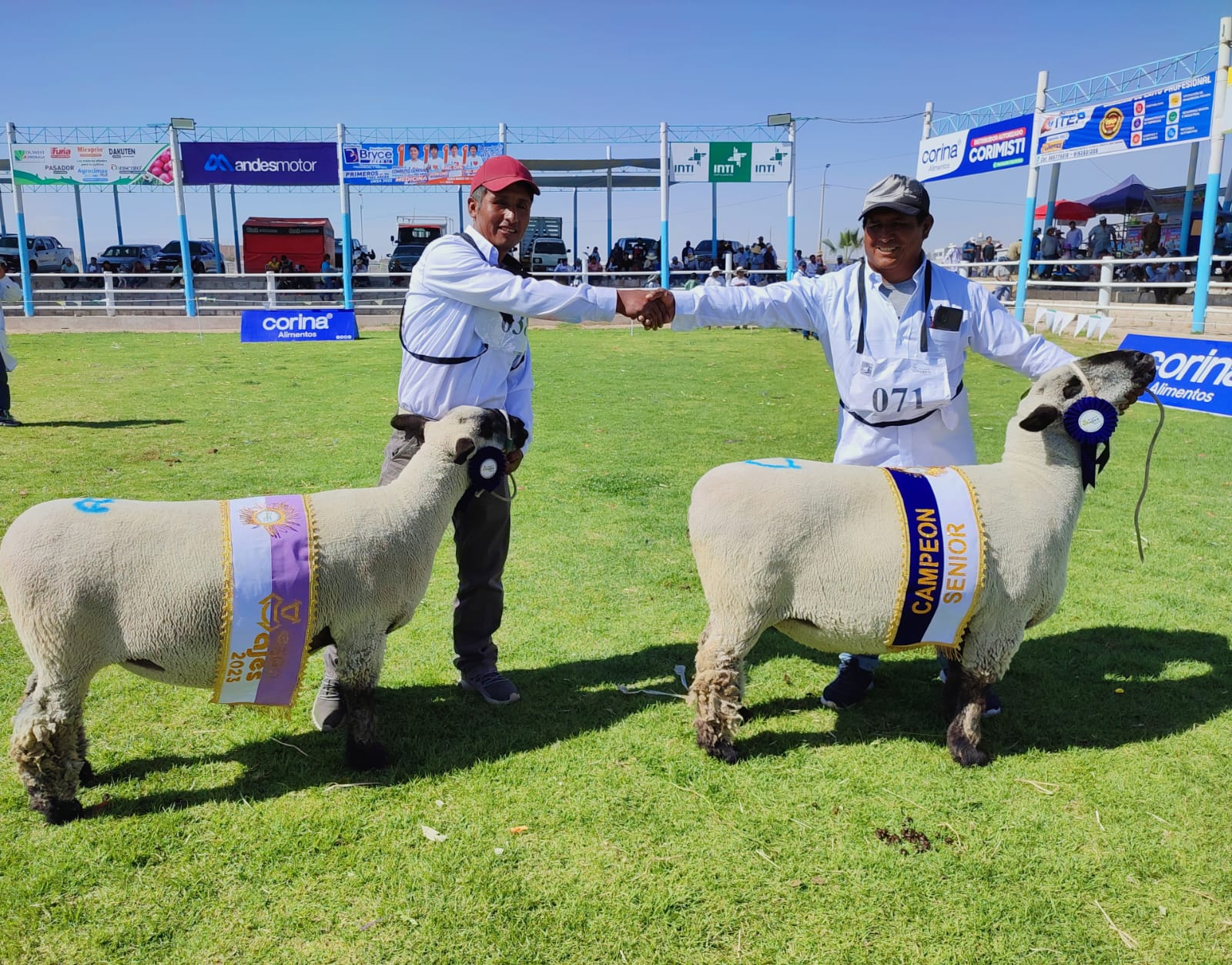 Ganaderos de Candarave arrasaron con los primeros premios en Expo Majes 2023