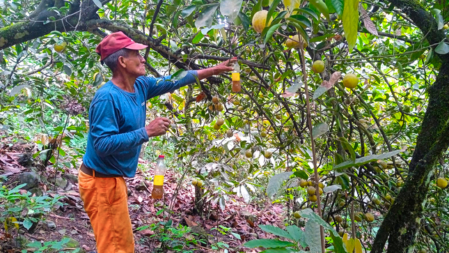 DRA Ayacucho intensifica faenas etológicas para controlar la mosca de la fruta 