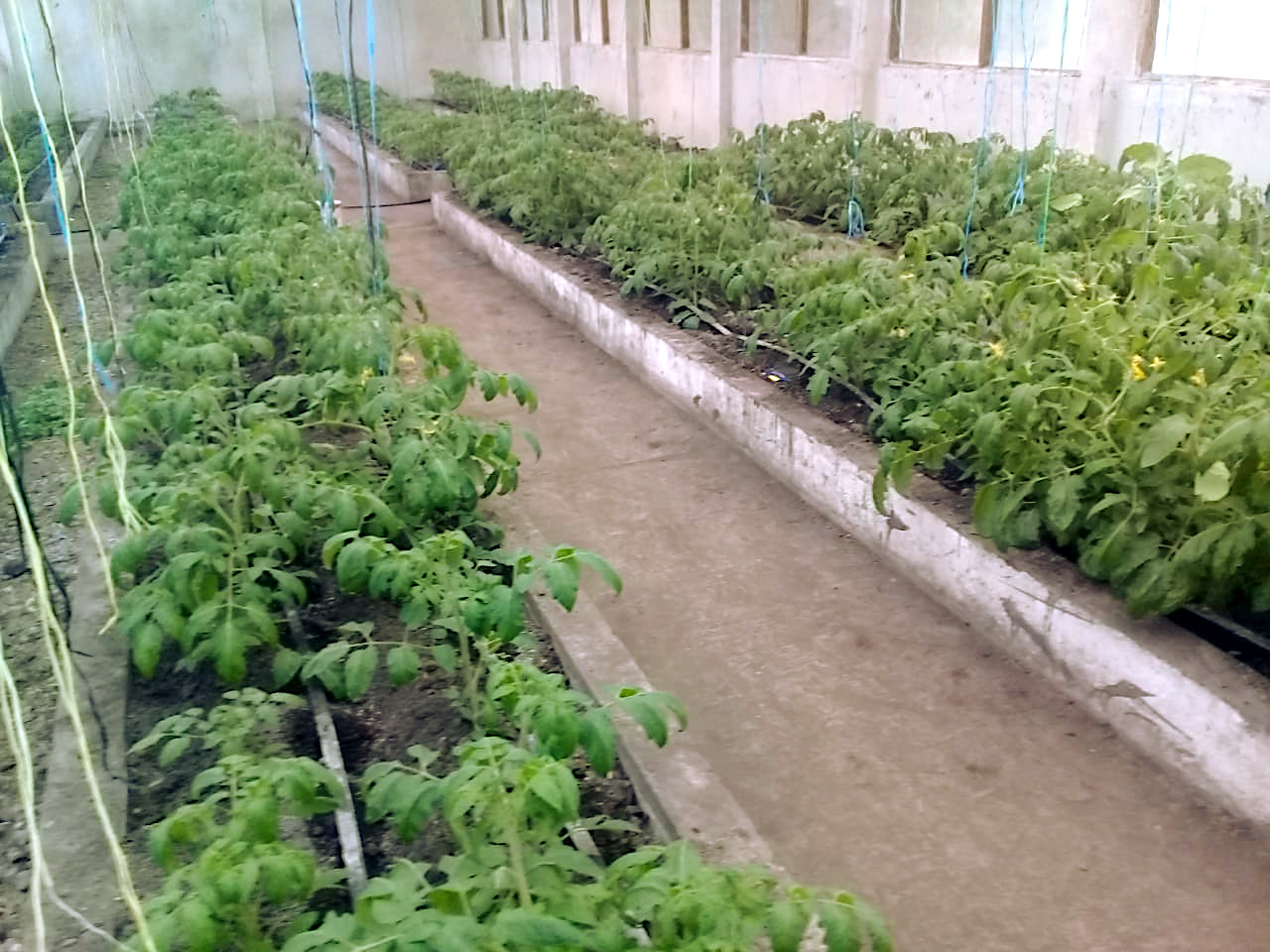 DRAA promueve el desarrollo del mayor proyecto de autoproducción de bioinsumos