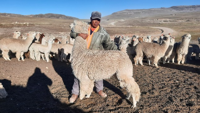 Proyecto Alpaca realiza preparación de terrenos para instalación de pastos